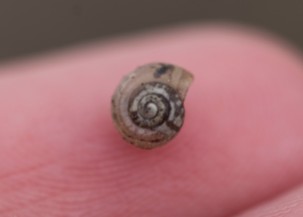 'Fingertip Snail' https://www.flickr.com/photos/mollypearce/32683026123/in/dateposted-public/